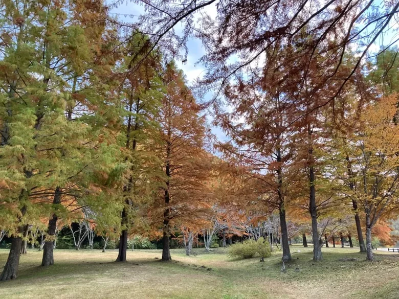 小野公園の紅葉