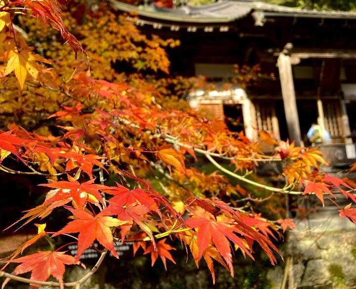 花山院の紅葉②