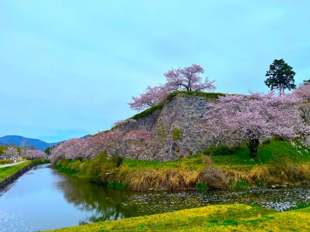 篠山城の城堀と桜