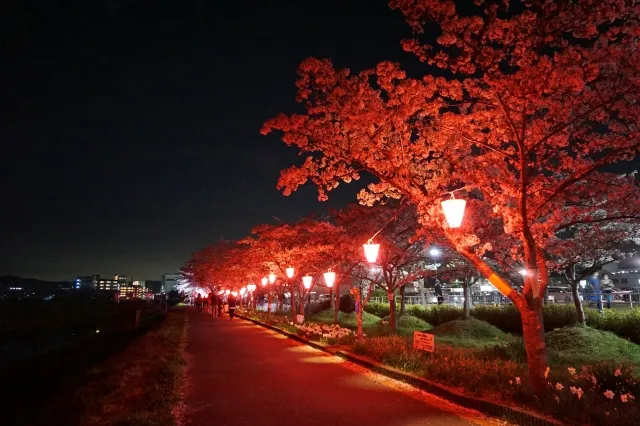 幻想的に灯る夜桜