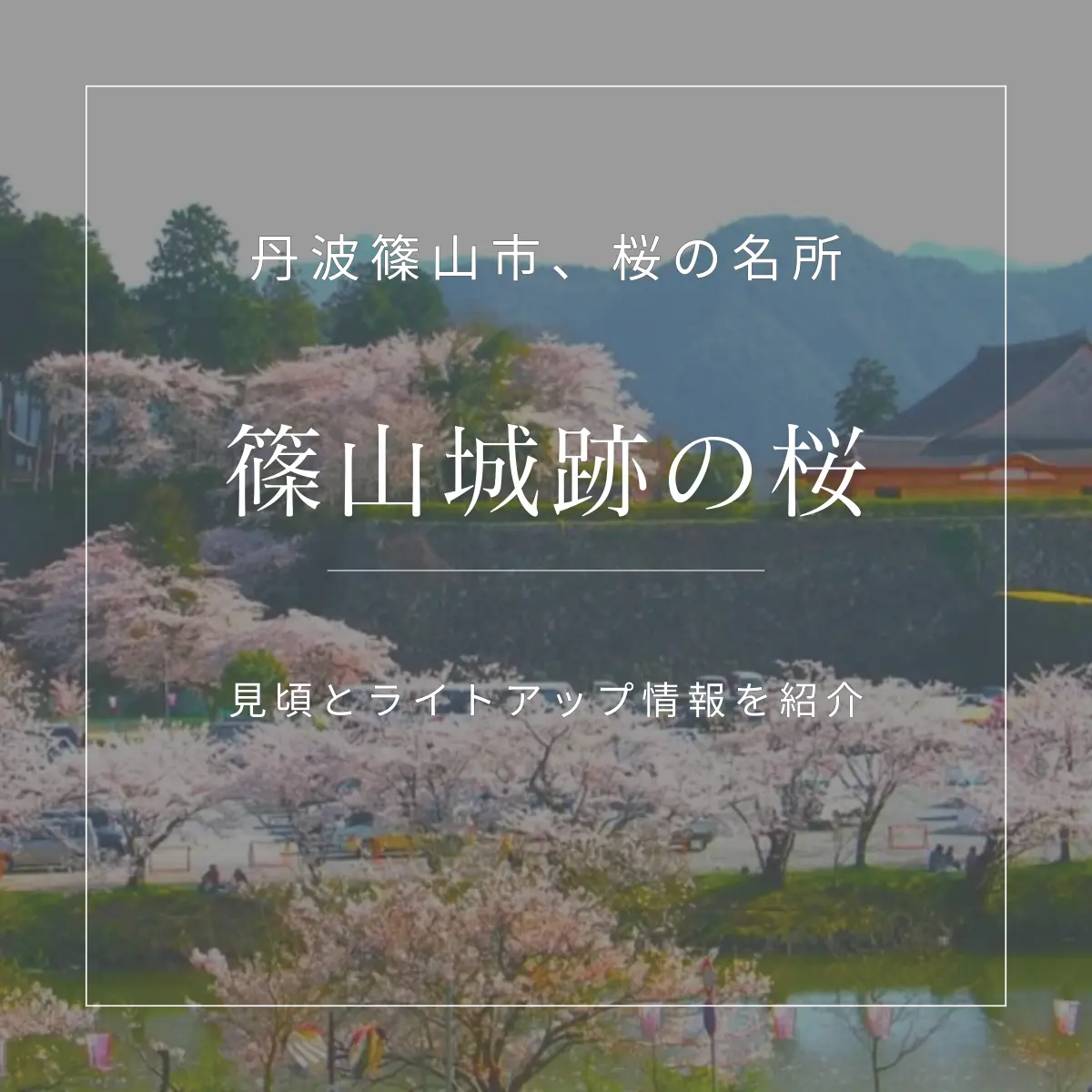 丹波篠山城跡の桜の名所