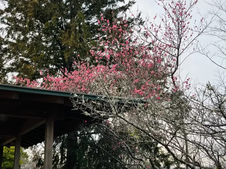 屋根の上の梅の花