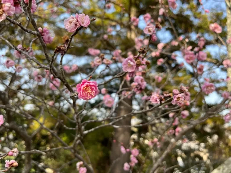 天神公園の梅の花