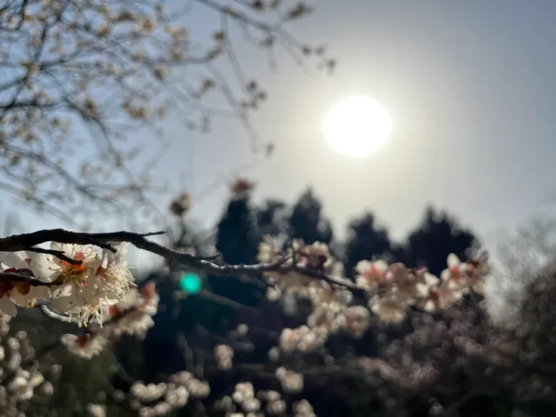 深田公園の梅の花