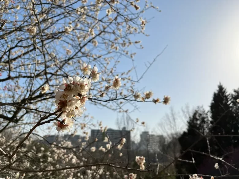 深田公園の梅の花