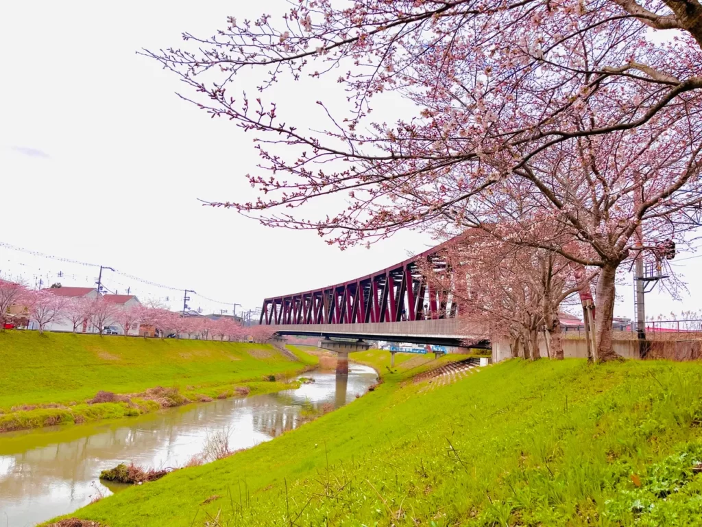 線路橋と桜