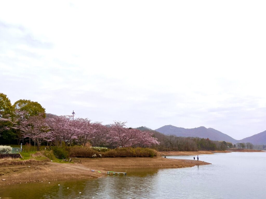 青野ダムの桜