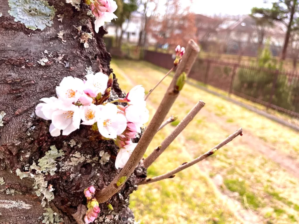 幹に咲く桜の花（三田谷公園）