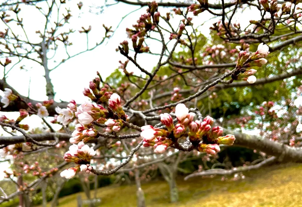 つぼみ状態の桜