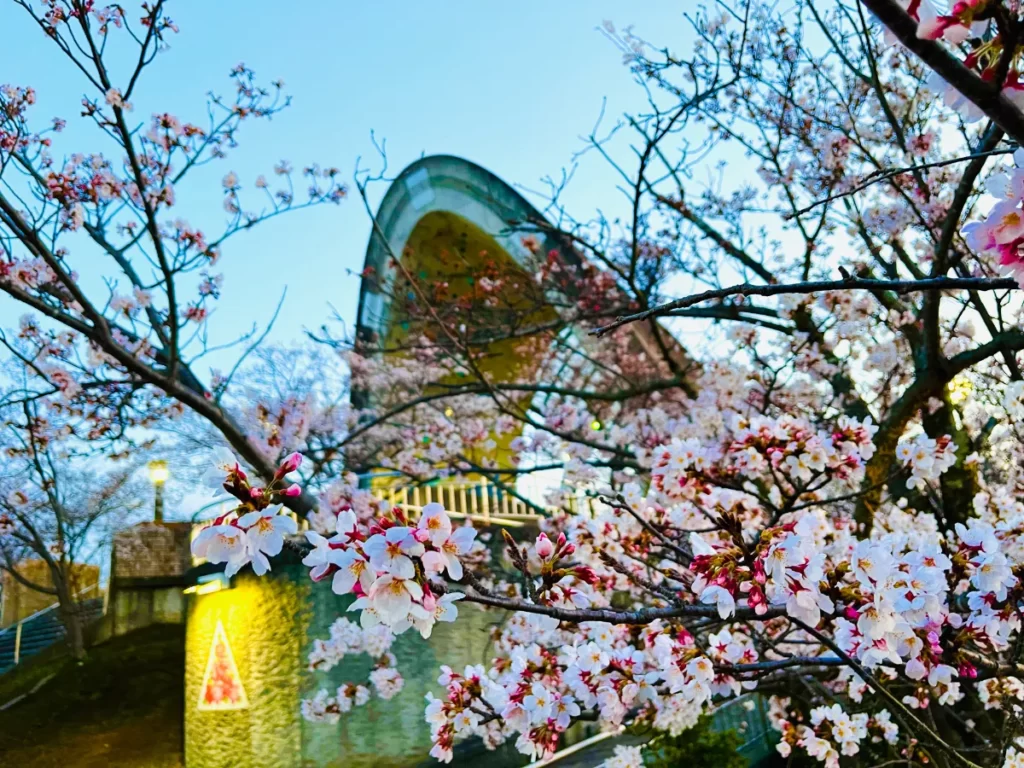 センチュリー大橋の桜