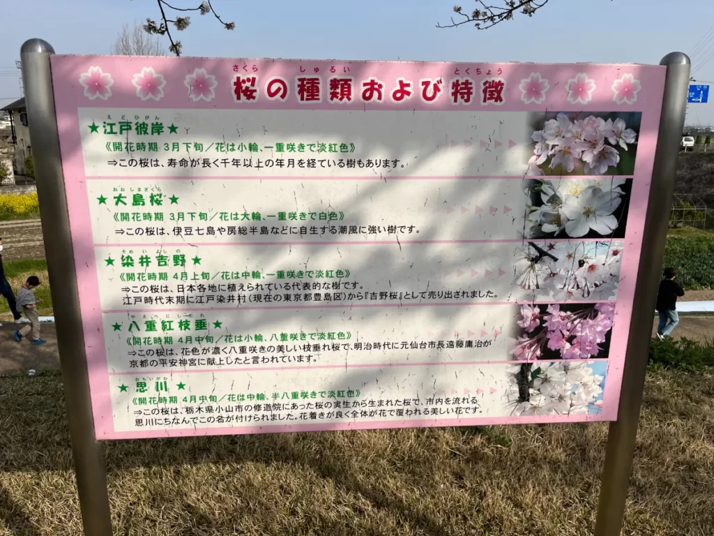 5種類の桜