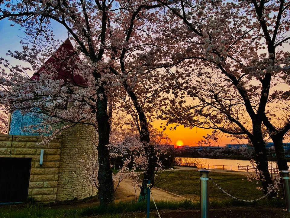 淡路風の丘公園の夕日と桜