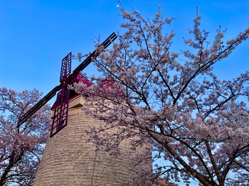 淡路風の丘公園の桜
