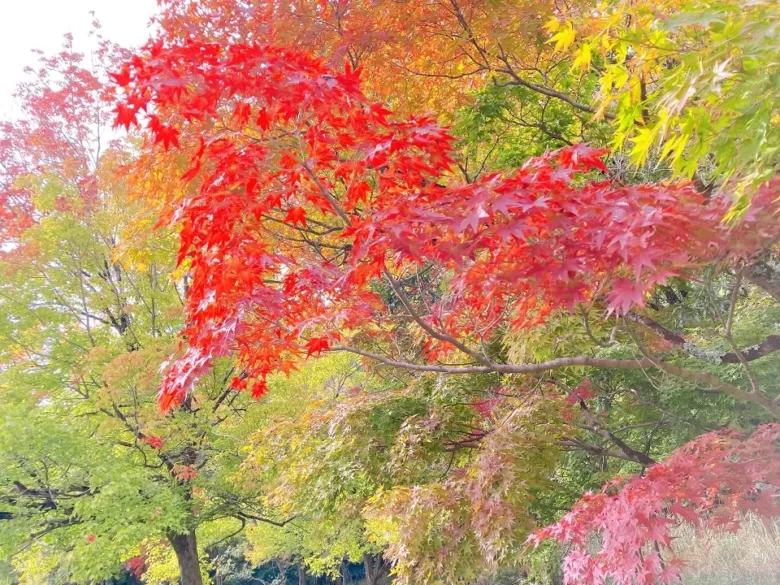 深田公園の紅葉のようす