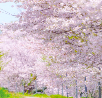 桜並木と遊歩道