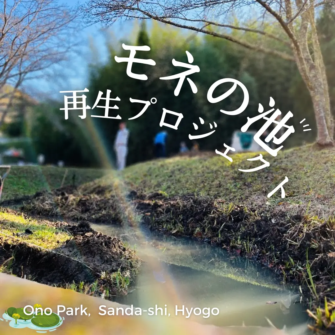 三田市小野公園に美しい池と紅葉が。「モネの池再生プロジェクト」に参加してみませんか? | さんだふるらいふ