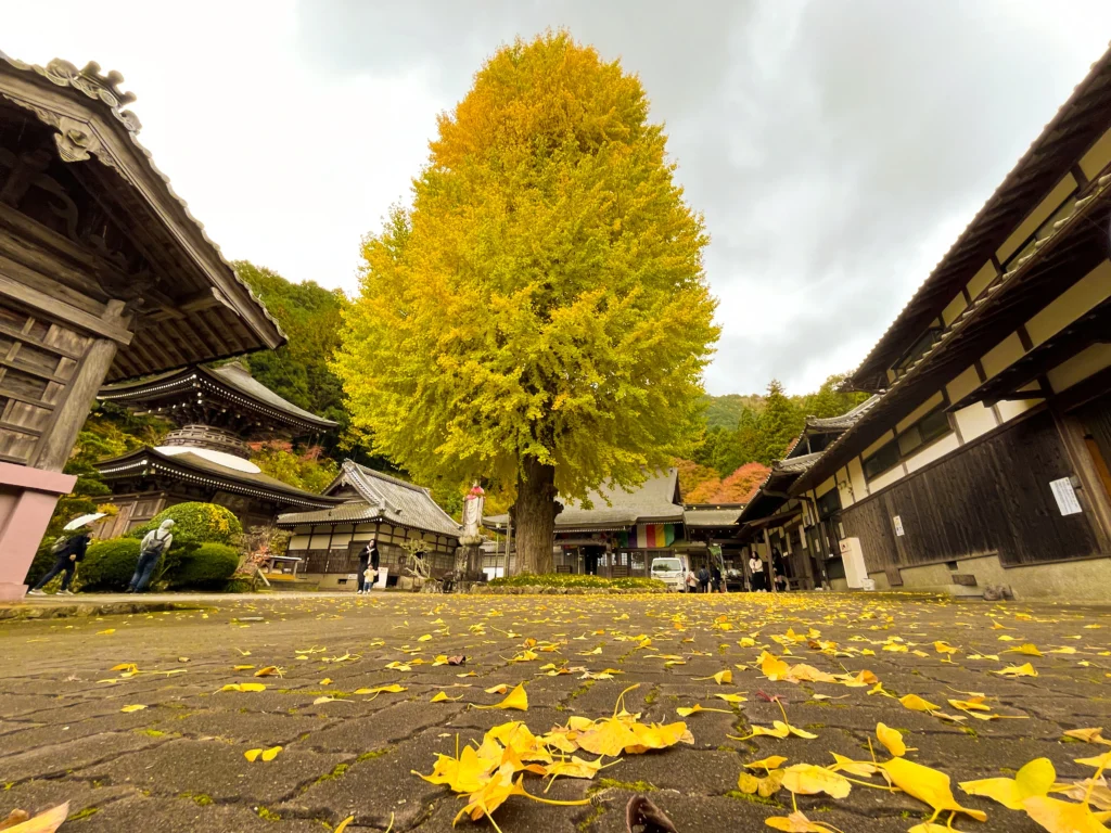 宇土観音 弘誓寺の大イチョウ