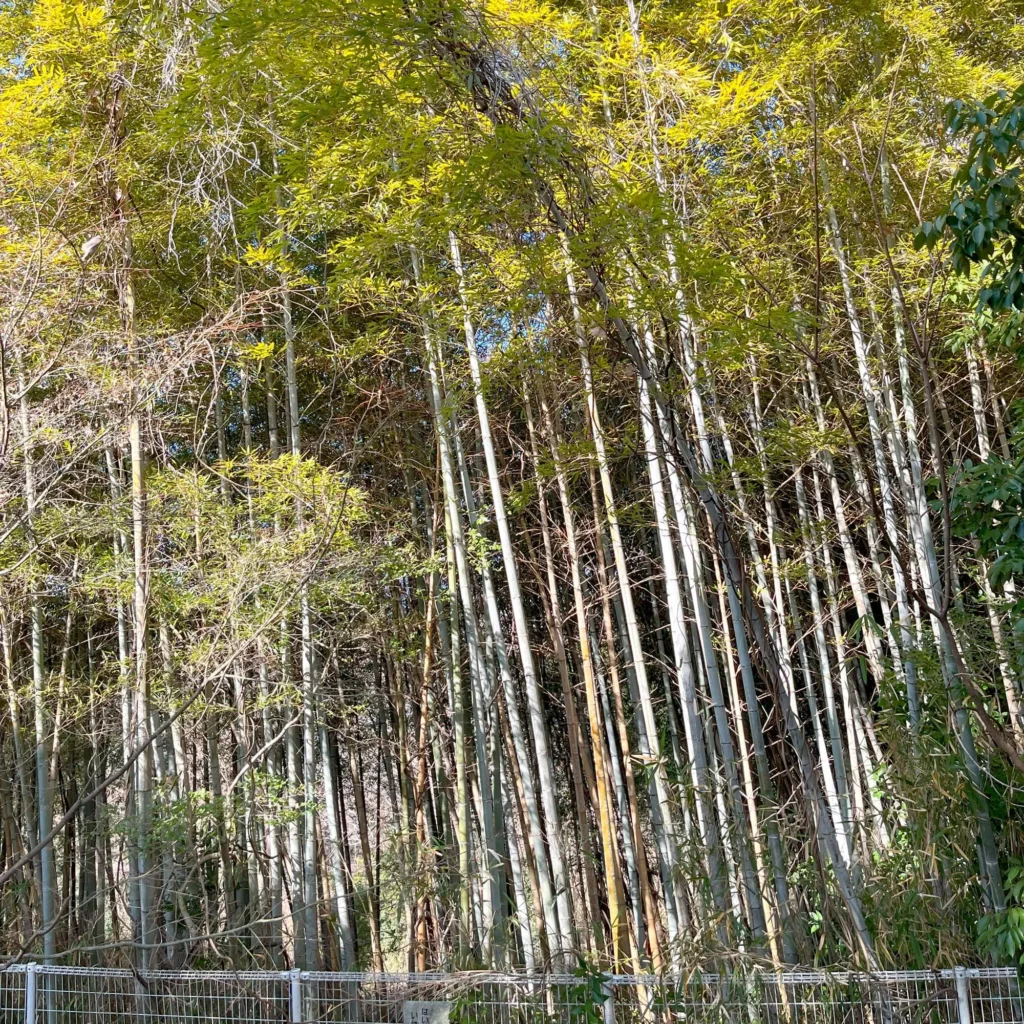 一画には竹林も