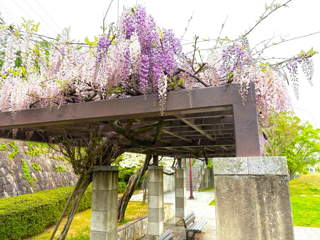 駒ヶ谷運動公園の藤の花