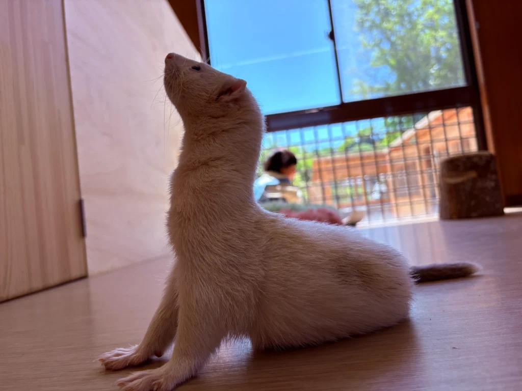 フェレット