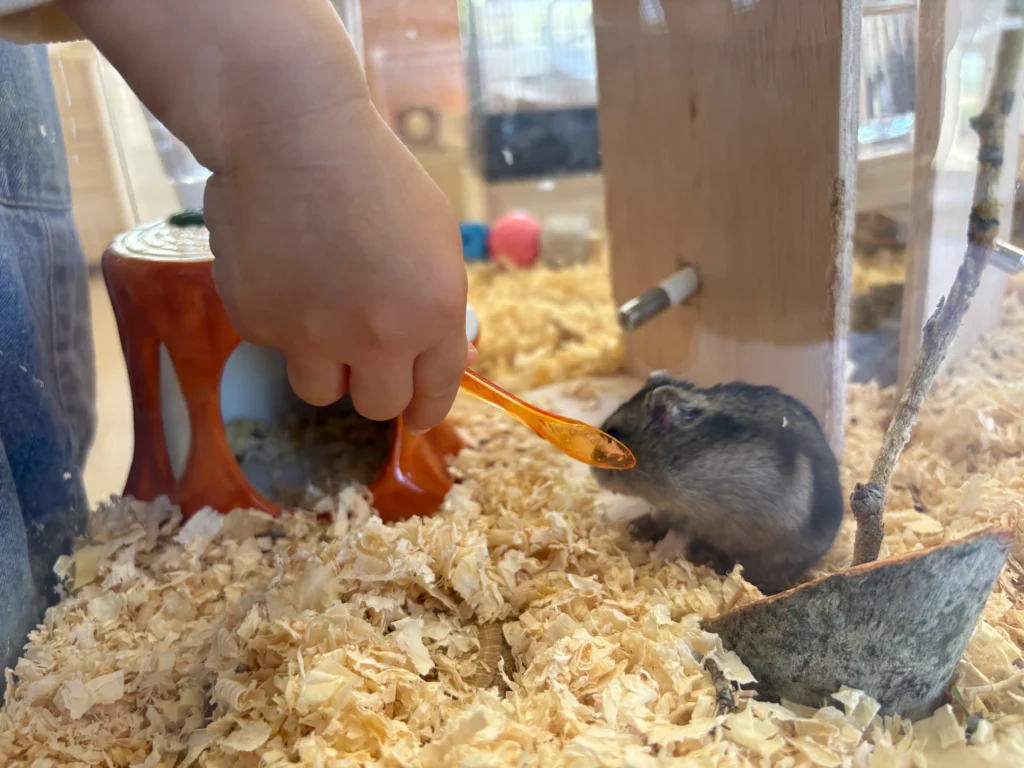 ハムスターの餌やり