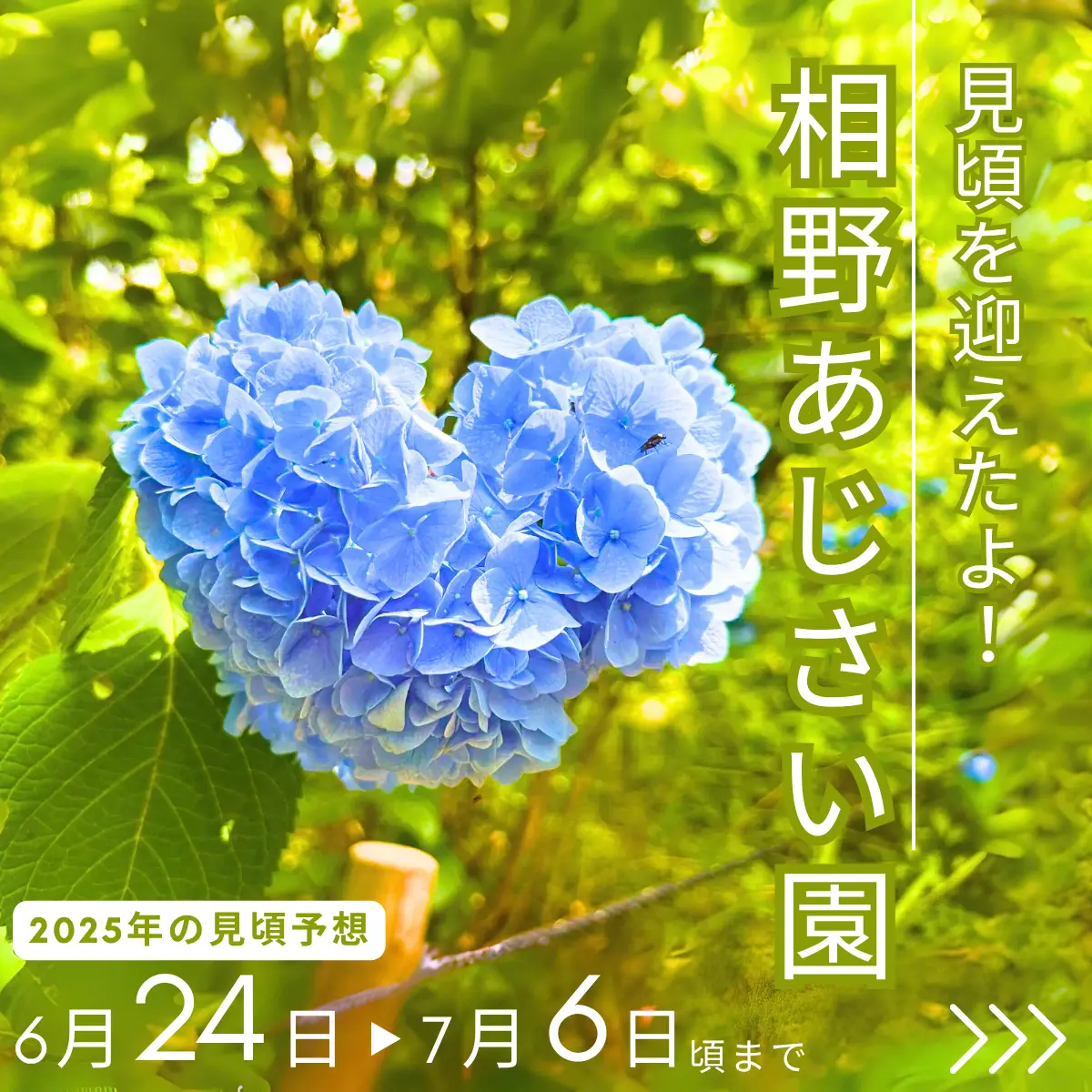 相野あじさい園2025年の見頃