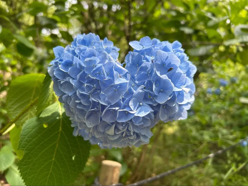 ハートのあじさい